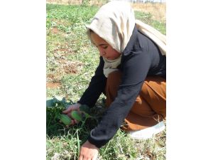 Viranşehir'in tescilli "şelengo" meyvesinin yaygınlaşması için öğrenciler de destek veriyor