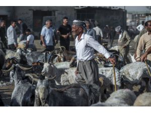 Erbil'de Kurban Bayramı öncesi hayvan pazarında hareketlilik yaşanıyor
