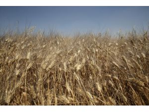 Mardin Ovası'nda son yılların en verimli buğday hasadı sezonu yaşanıyor