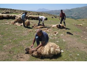 Muş'ta besiciler 2 bin 700 rakımlı yaylada koyunlarını kırkıyor