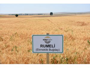 Eskişehir'de "Yerli ve Milli Buğday Çeşitleri Tanıtım Şenliği" yapıldı