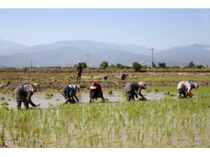 İran'ın Gülistan eyaletinde çiftçiler ikinci ürün olarak çeltik ekiyor