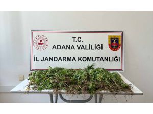 Adana'da 2 bin 55 kök Hint keneviri ele geçirildi