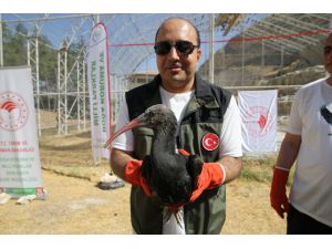 Şanlıurfa'da doğaya salınan 30 kelaynak kuşundan 4'üne göç yolunu takip için GPRS takıldı