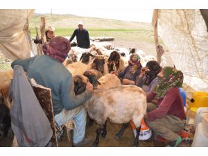 Muş'ta berivanlar, hayvanları sağmak için ATV ve atlarla yaylaya çıkıyor