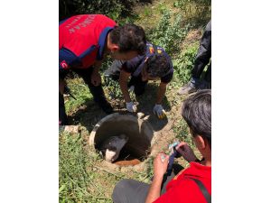 Erzincan'da kanalizasyon kuyusuna düşen ineği itfaiye ekipleri kurtardı
