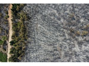 İzmir'de orman yangınında zarar gören alan havadan görüntülendi
