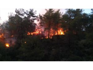 GÜNCELLEME - Adana'nın İmamoğlu ilçesinde çıkan orman yangını kontrol altına alındı