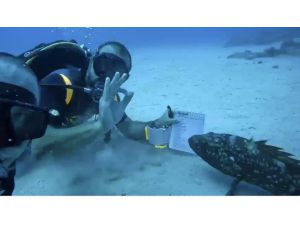 Antalya'da dalış eğitmeninin dersini orfoz balığının da izlemesi görüntülendi