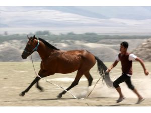 İran'da yetiştirilen Türkmen atları 500 bin lirayı geçen fiyatlarla alıcı buluyor