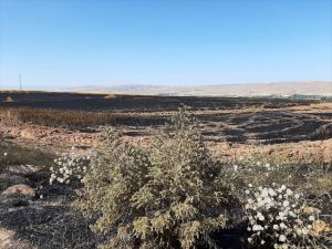 Kayseri'de yaklaşık 450 dönüm tahıl ekili alan yandı