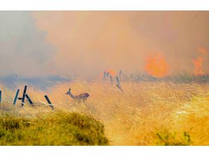 GÜNCELLEME 2 - Çanakkale'deki orman yangınına havadan ve karadan müdahale sürüyor