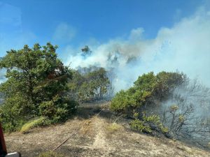 GÜNCELLEME - Balıkesir Sındırgı'da çıkan orman yangını kontrol altına alındı