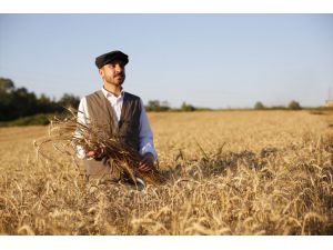 Ekmeği 1 liradan satan Kestel Belediyesi, 1050 dönüme ektiği buğdayların hasadını yaptı