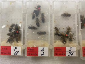 Sabiha Gökçen Havalimanı'nda karniyol cinsi 1240 canlı arı ele geçirildi