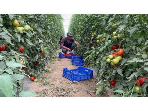 Isparta'da yetiştirilen domatesler Orta Doğu ve Avrupa'ya satılıyor