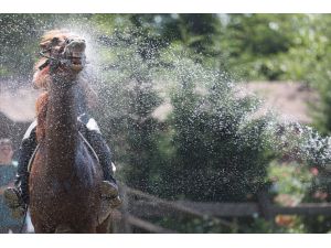 Düzce'de sıcaktan etkilenen atlar yıkanarak serinletildi
