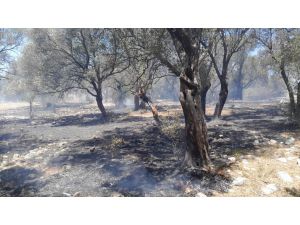 Antalya'da zeytinlik alanda yangın çıktı