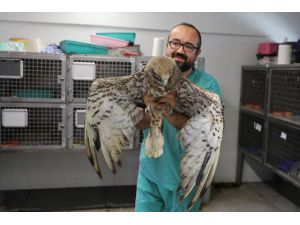 Denizli'de yaralı bulunan yabani kuşlar tedavi edilip doğaya salındı