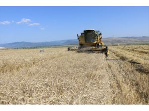 Amasya'da öğrencilerin yetiştirdiği 50 çeşit ekmeklik buğdayın hasadı yapıldı