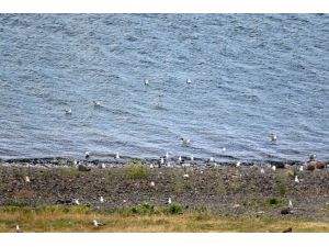 Kırmızı listedeki 4 kuş türü Ağrı'daki Balık Gölü'nde görüldü