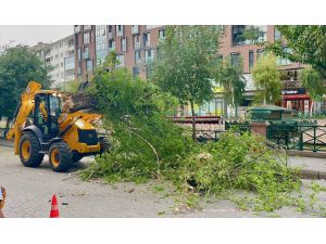 Eskişehir'de kuvvetli rüzgar ağacı devirdi