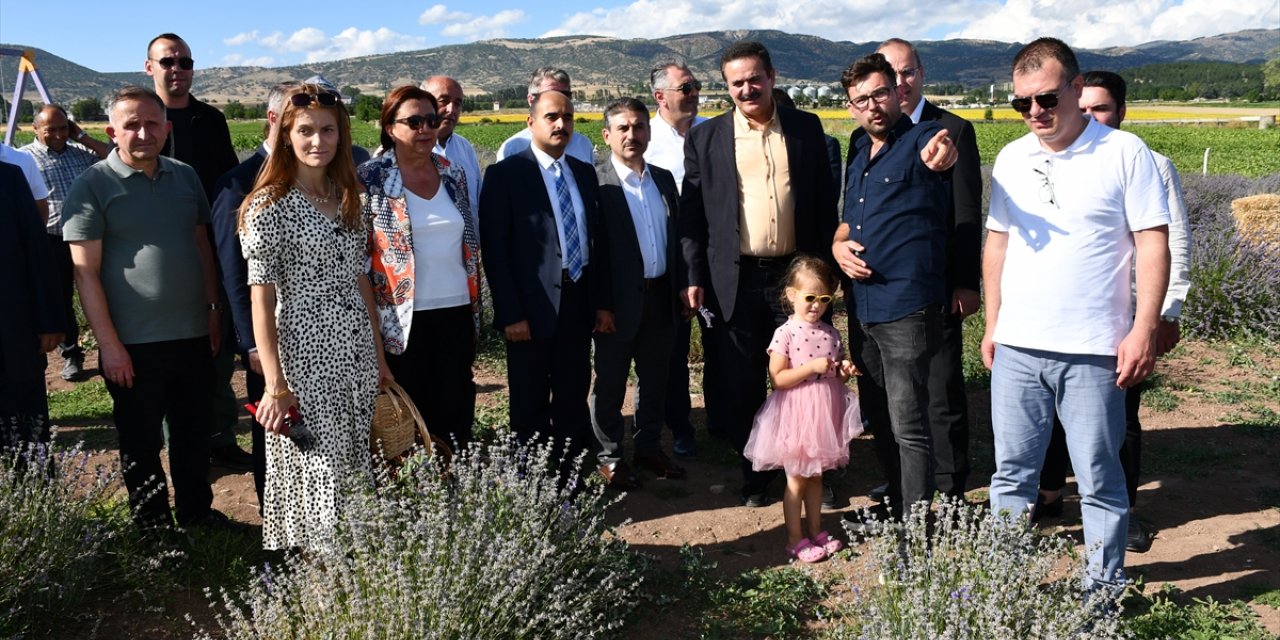 Amasya'da lavanta hasat şenliği düzenlendi