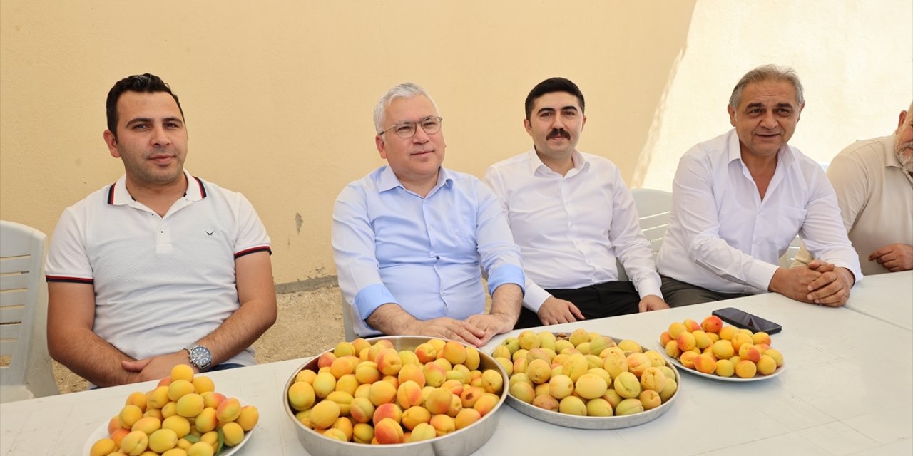 "Gürün kayısı"sı markalaşacak