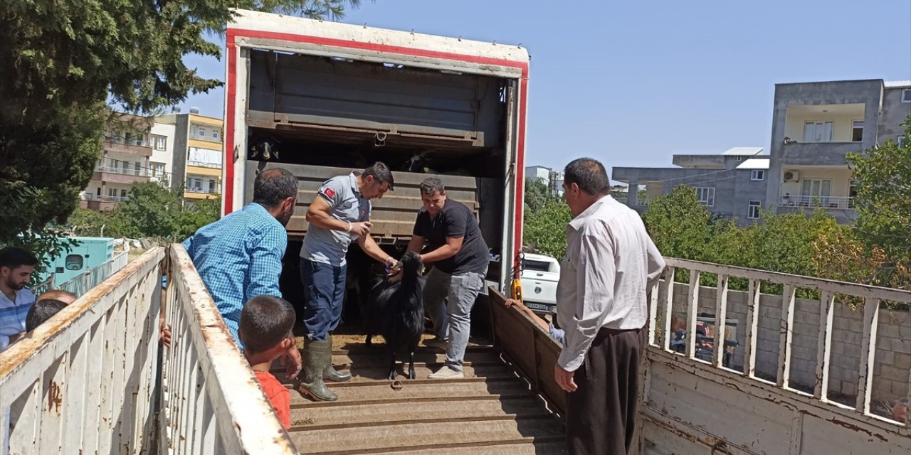 Adıyaman'da depremzede yetiştiricilerin telef olan hayvanlarının yerine bedelsiz hayvan dağıtılıyor