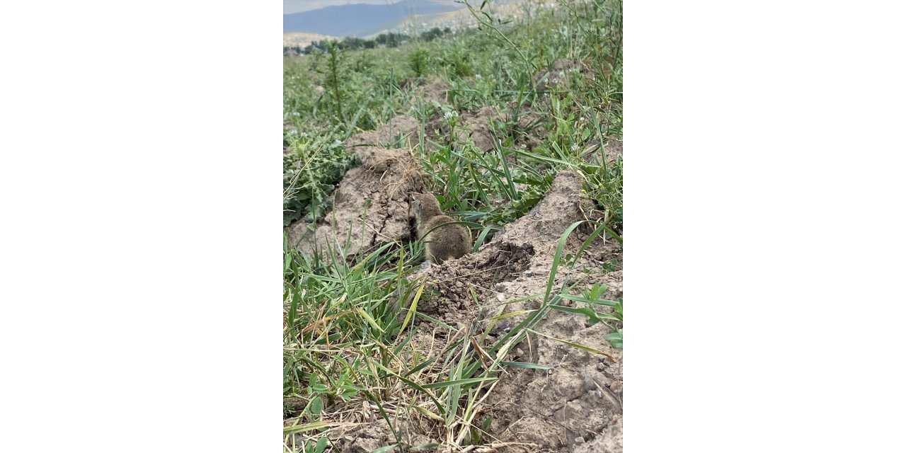 Erzurum'da koruma altına alınan Anadolu yer sincabı, doğaya bırakıldı