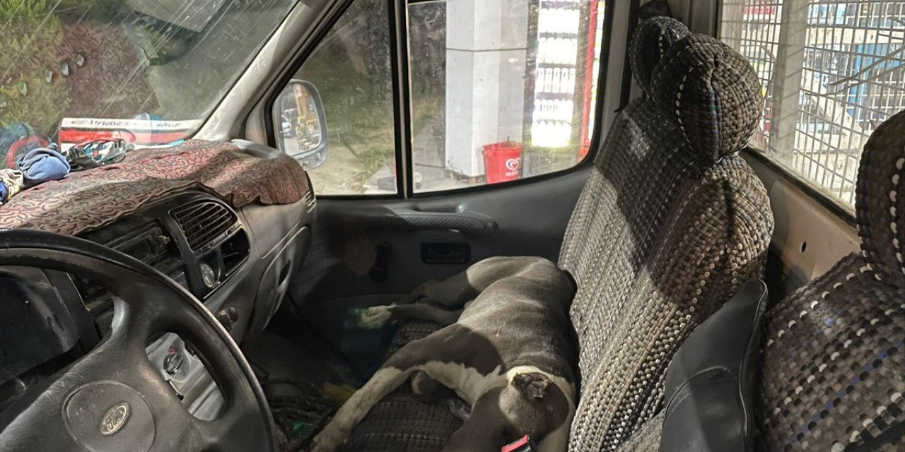 Aydın'da Pitbull cinsi köpeğin girdiği kamyonetin sürücüsü saatlerce yardım bekledi