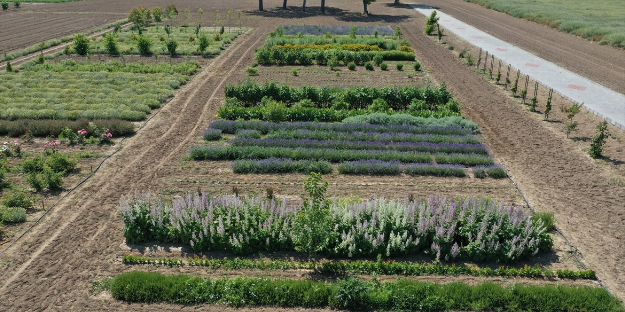 Tıbbi ve aromatik bitkiler Edirne'nin tarımsal üretimini çeşitlendiriyor