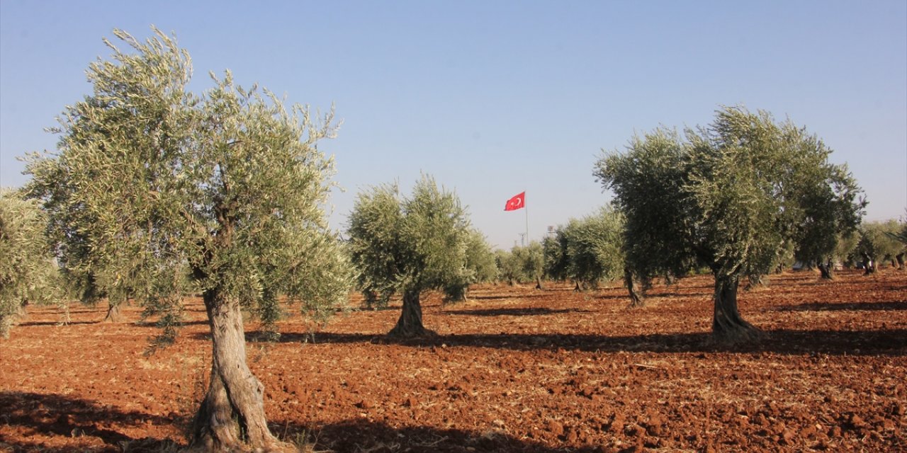 Kuraklığa dayanıklı Kilis yağlık zeytininde verim yüksek olacak