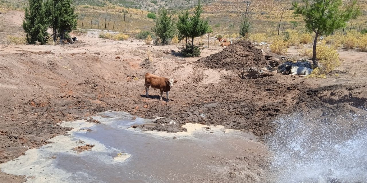 Bodrum'da yaban hayvanlarının yaşam alanlarına su takviyesi yapılıyor