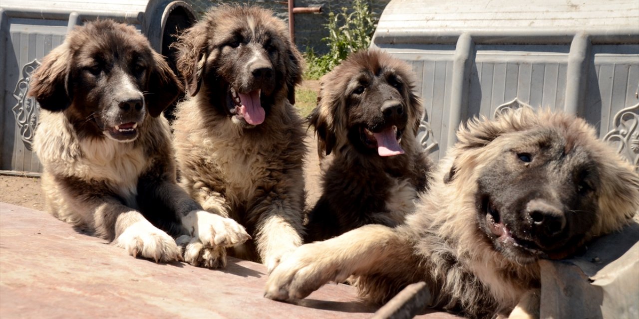 Coğrafi işaretli "Kars Türk çoban köpeği"nin ırkı korunuyor