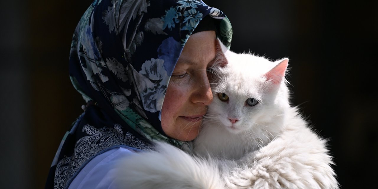 Ayasofya'ya ikinci Ankara kedisi "patilerini" basacak