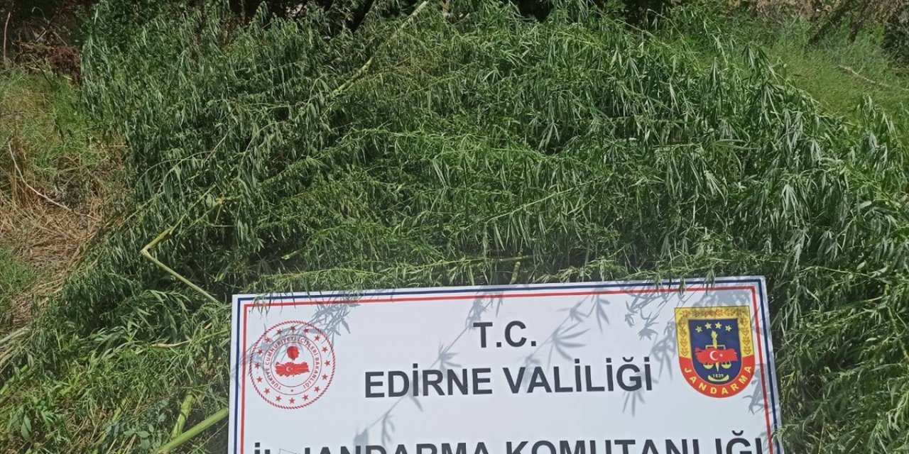 Edirne'de mısır tarlasına ekilen 26 bin 500 kök Hint keneviri ele geçirildi