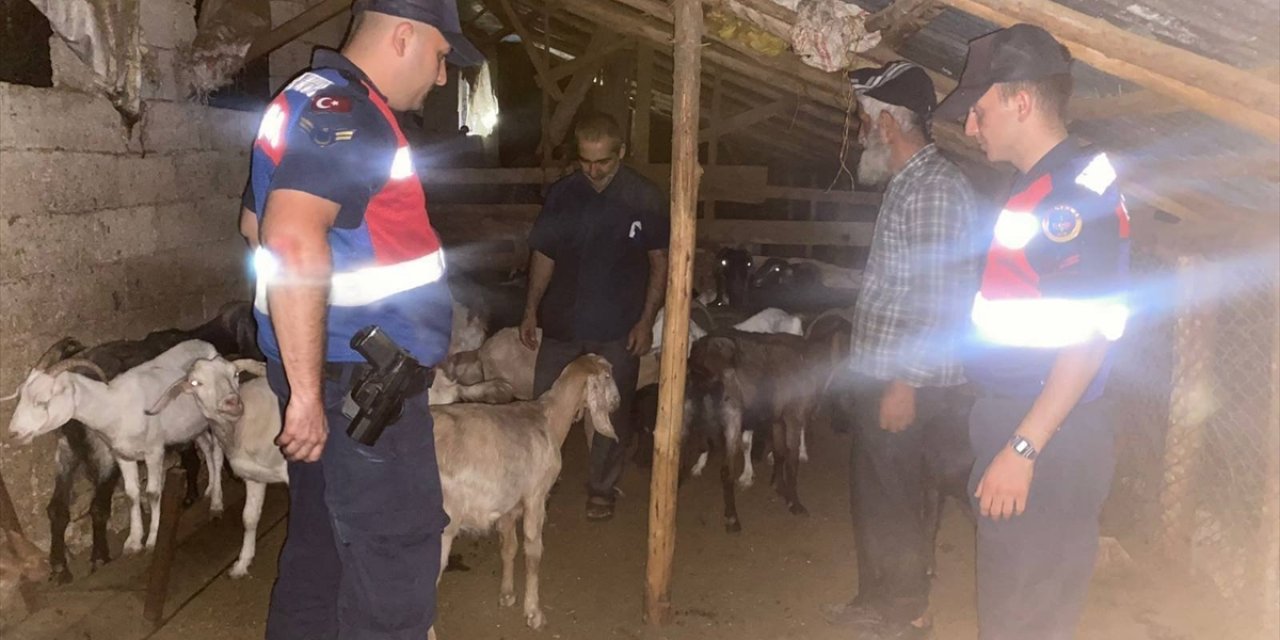 Mersin'de ormanda kaybolan 46 küçükbaşı jandarma buldu