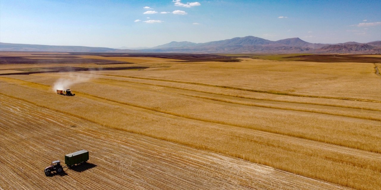 Van'da çiftçiler buğday hasadına başladı