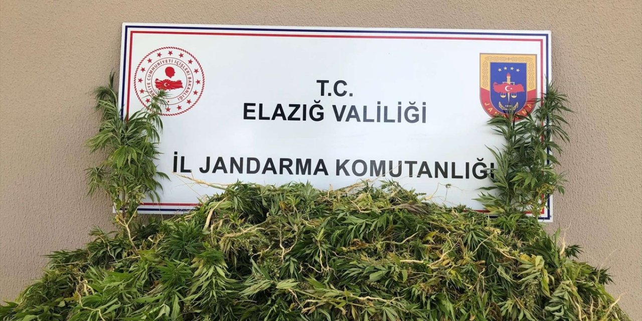 Elazığ'da 2 bin 208 kök Hint keneviri ele geçirildi