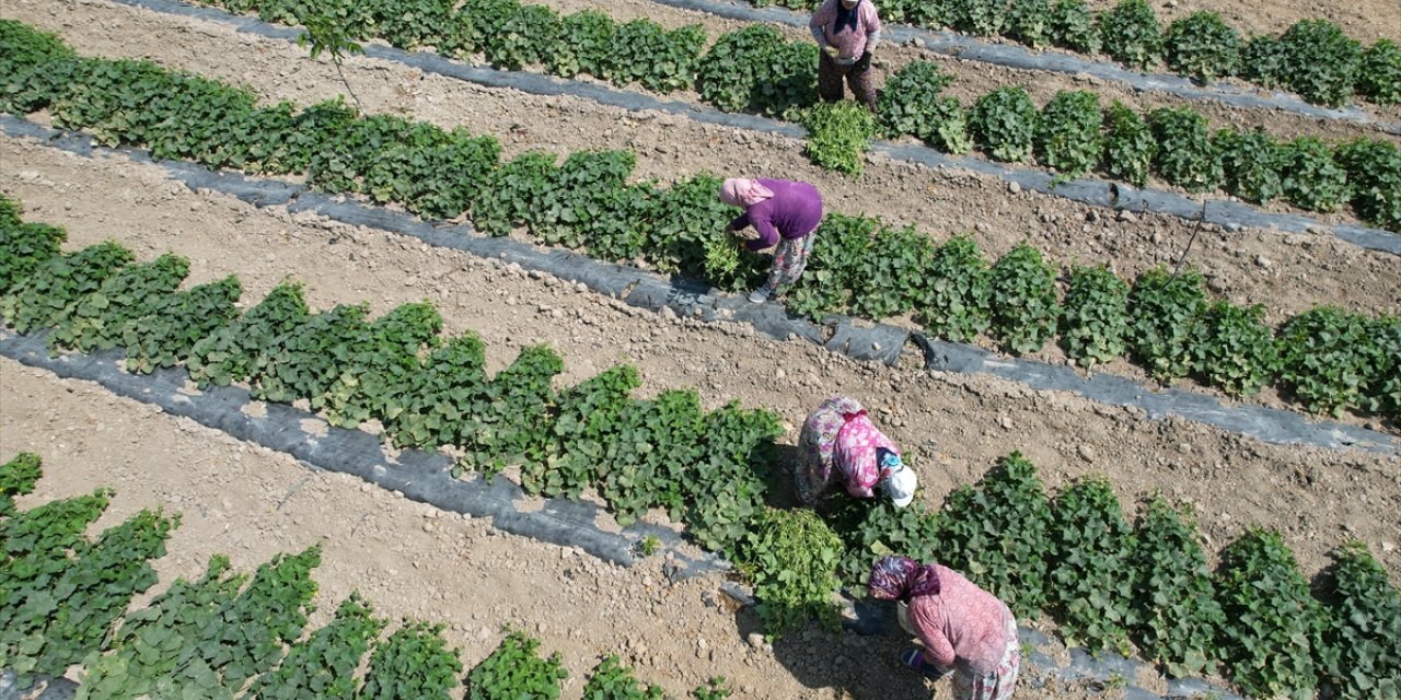 Balıkesir'de üretilen coğrafi işaretli Sındırgı kornişonunda hasat başladı