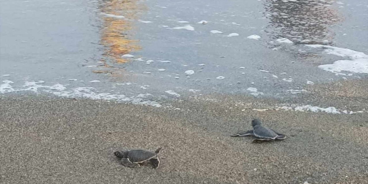 Hatay'da yumurtadan çıkan deniz kaplumbağası yavruları suyla buluştu