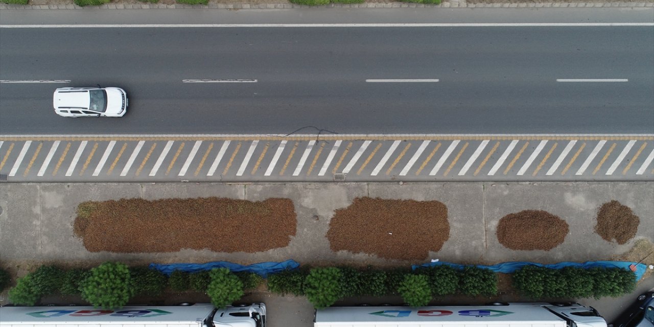 Trabzon'da üreticiler fındığı kurutmak için yol kenarlarını tercih ediyor