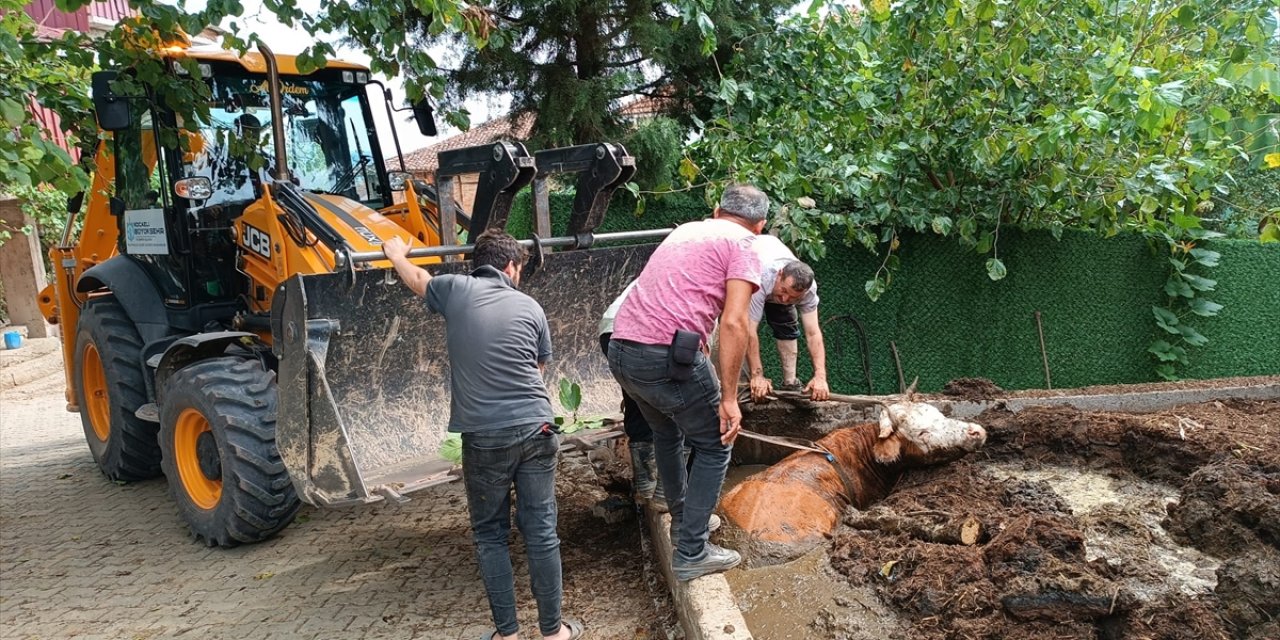 Kocaeli'de çamurda mahsur kalan inek iş makinesiyle kurtarıldı