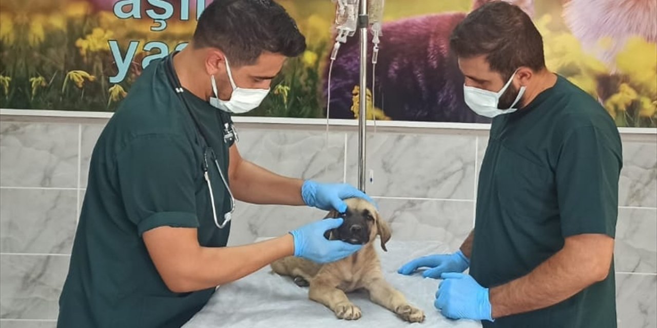 GÜNCELLEME - Mardin'de yavru köpeğe demir çubukla eziyet eden zanlı adli kontrolle salıverildi