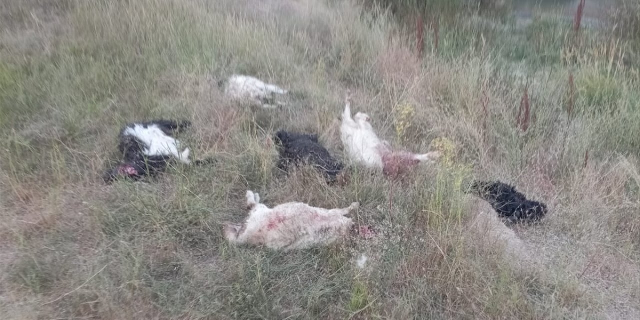 Hakkari'de sahipsiz köpeklerin saldırdığı sürüdeki 36 küçükbaş hayvan telef oldu