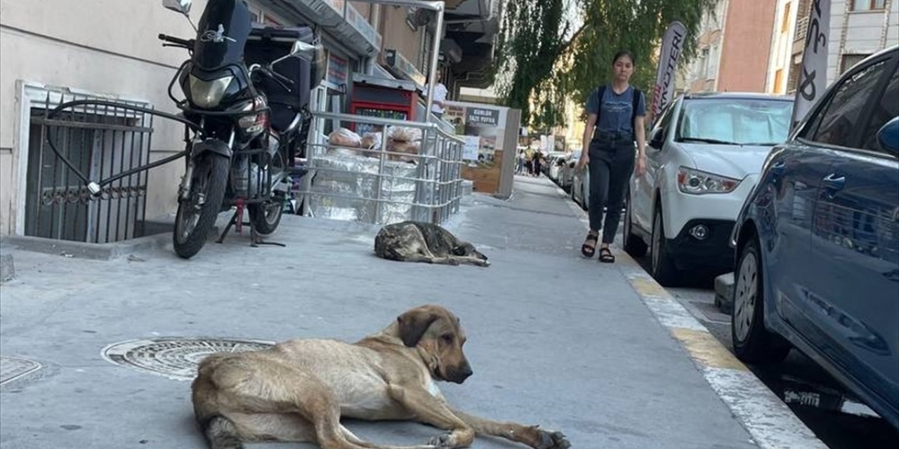 Esenyurt'ta sahipsiz köpekler mahalle sakinlerini korkutuyor