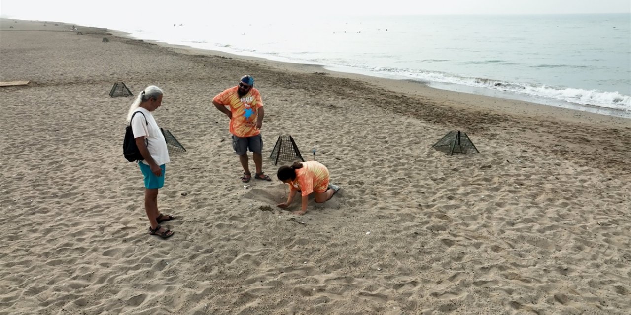 Deniz kaplumbağaları için kafesleme yöntemiyle yapılan yuva sayısı 2 bin 551'e ulaştı