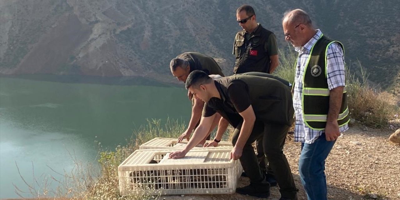 Malatya'da yetiştirilen 600 kınalı keklik Siirt'te doğaya salındı