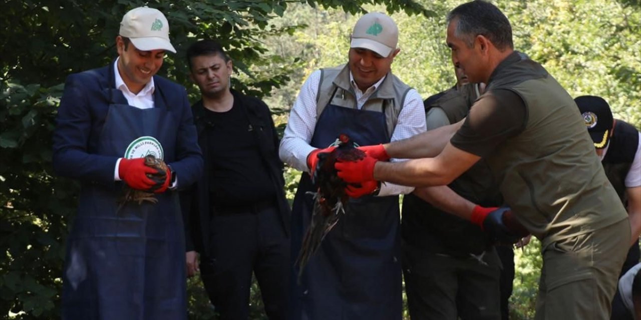 Düzce'de yetiştirilen sülünler doğaya salındı